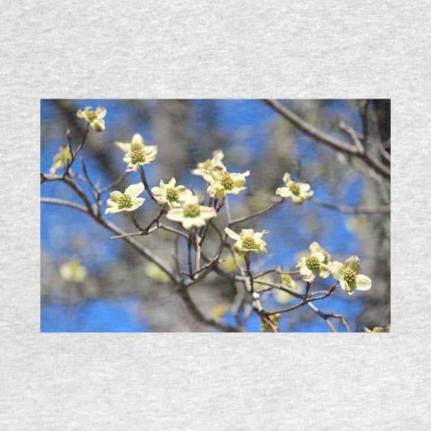 Dogwood In Bloom by Cynthia48